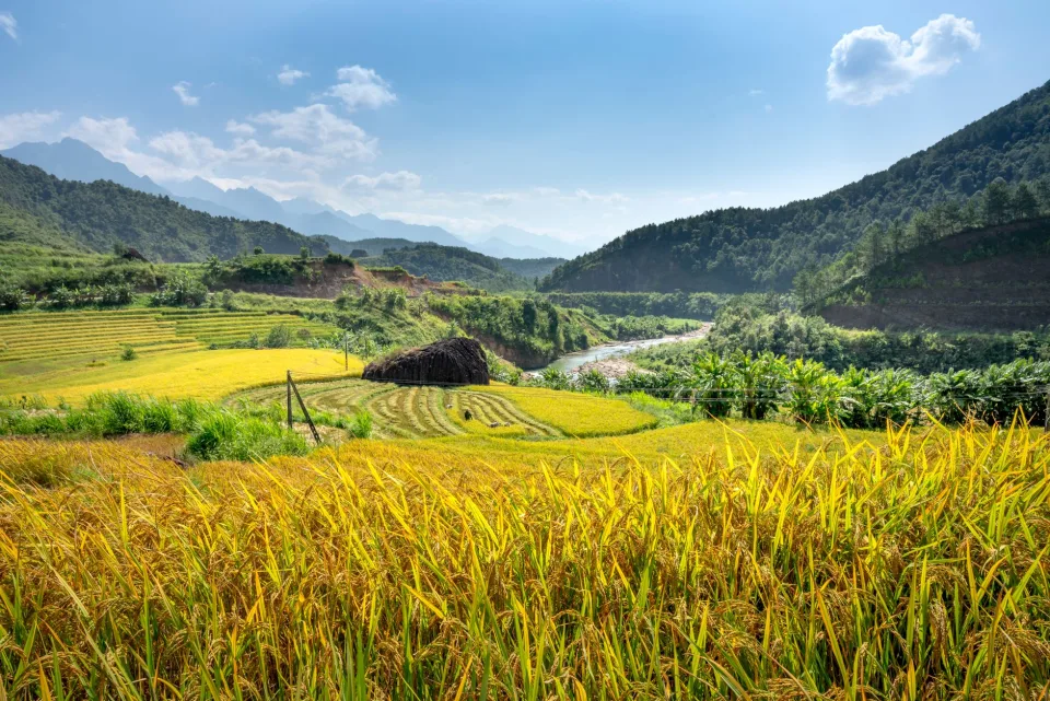 Máy sàng gạo đang chạy tại vựa