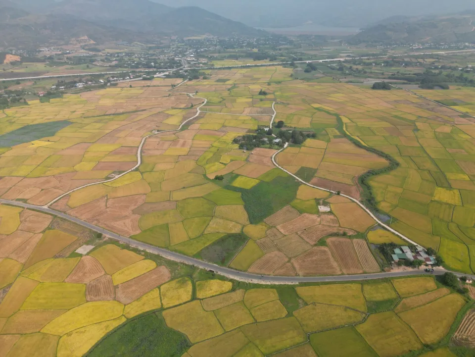 Gạo hữu cơ