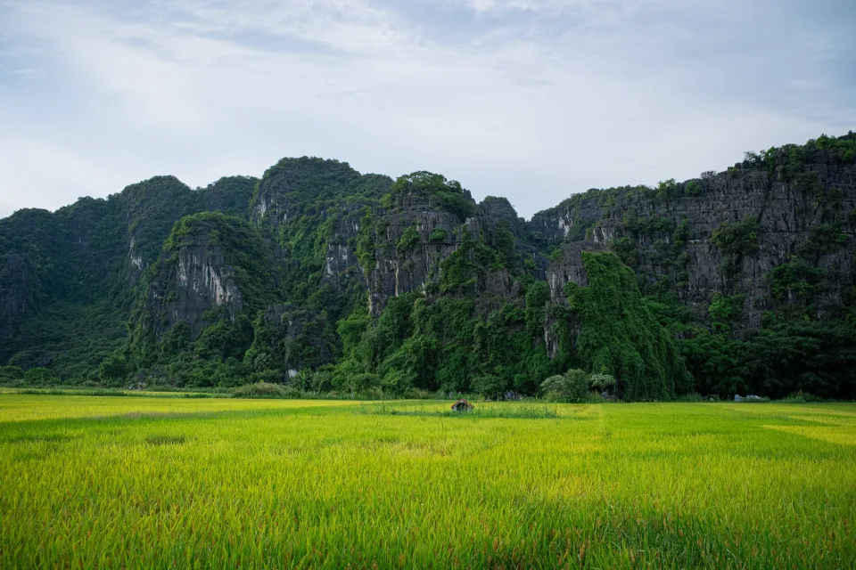 Gạo xuất khẩu