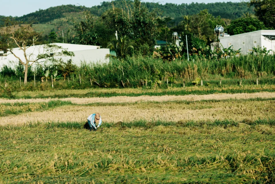 Gạo nếp và gạo tám
