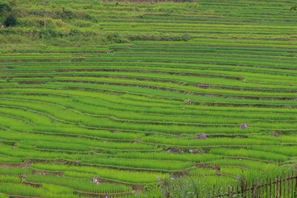 Gạo cho quán ăn