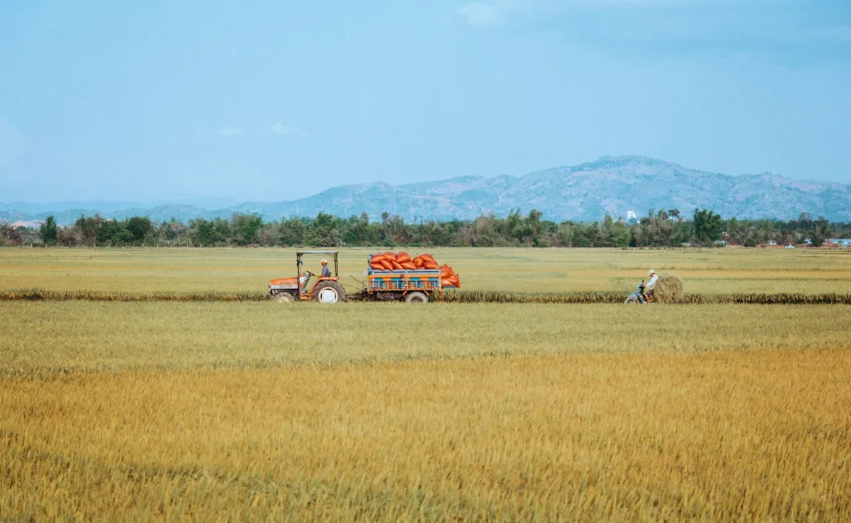 Gạo mùa mới